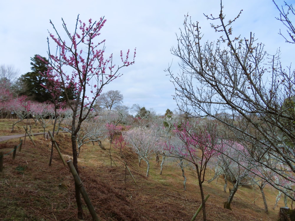 a bunch of trees that are in the grass