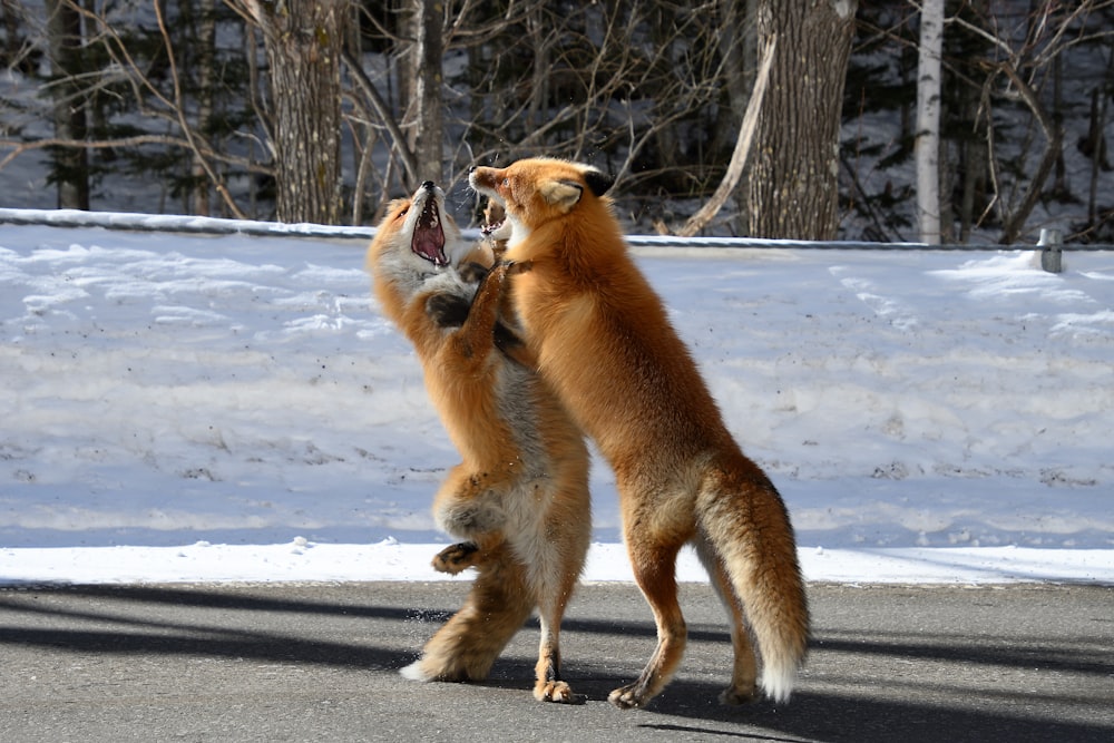 two foxes playing with each other in the snow