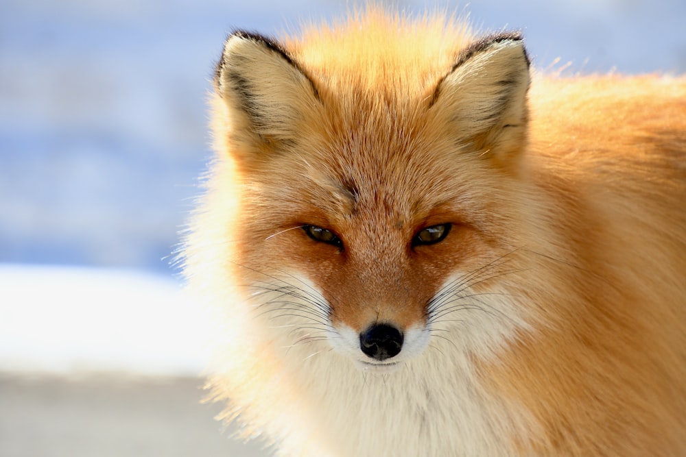 a close up of a red fox looking at the camera