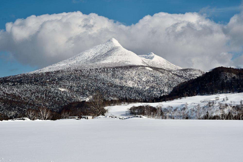 una montaña cubierta de nieve con árboles en primer plano