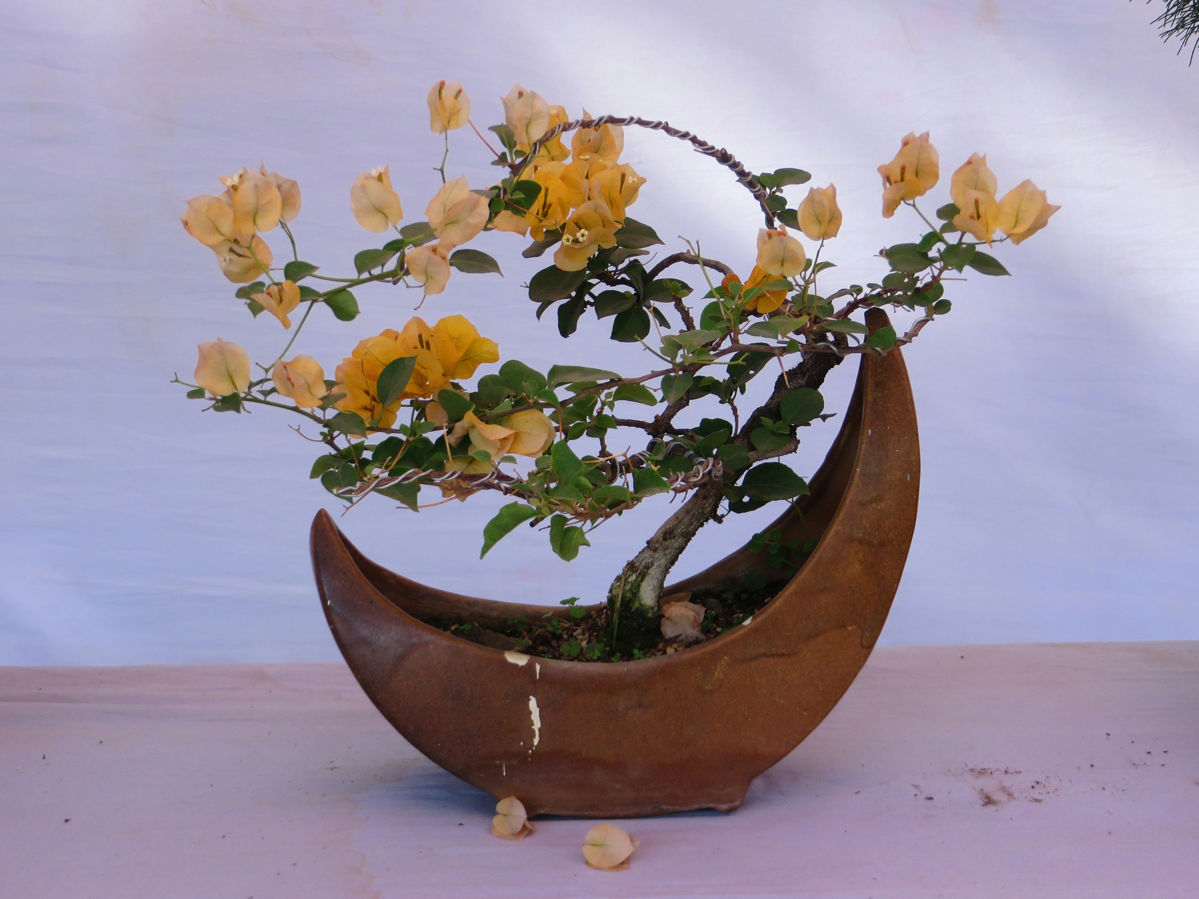 a potted plant with yellow flowers in it