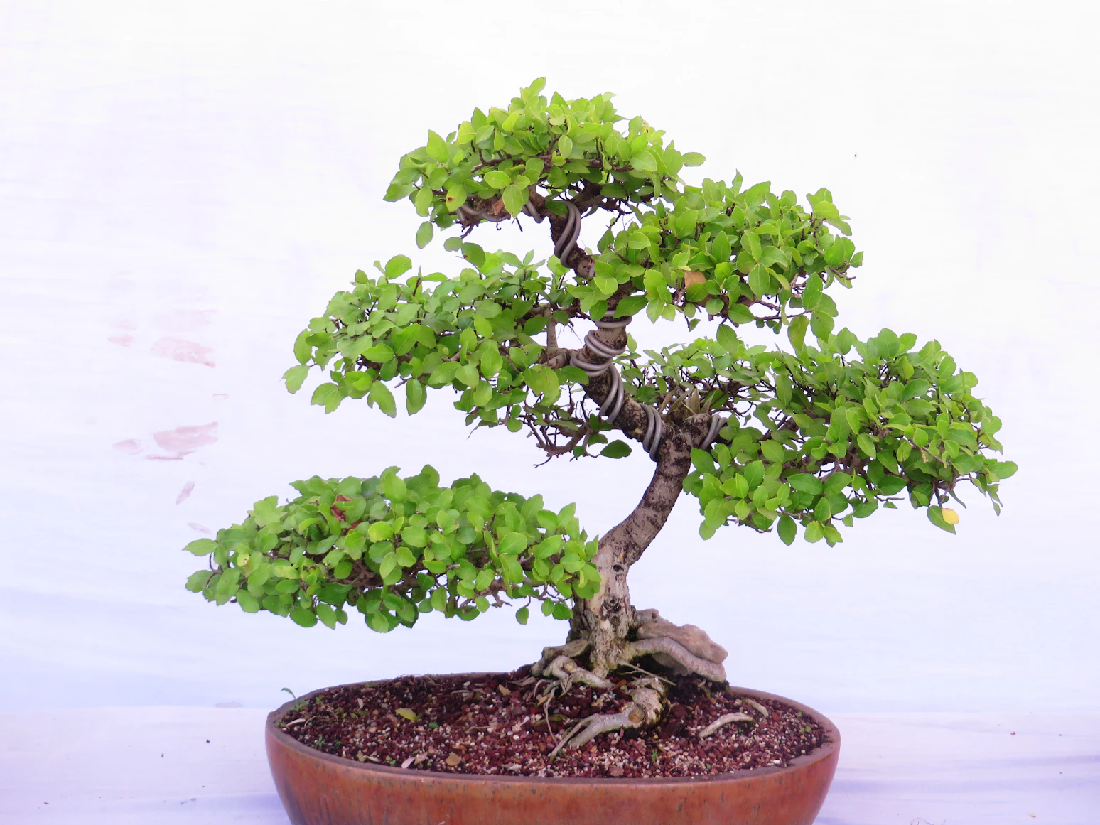 A beautifully shaped Ficus
    Bonsai tree in a shallow ceramic pot