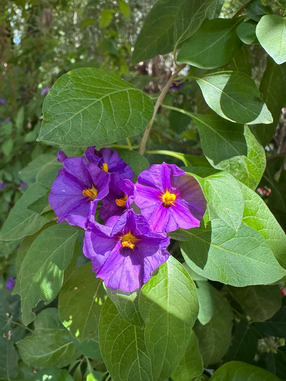 two purple flowers with green leaves in the background