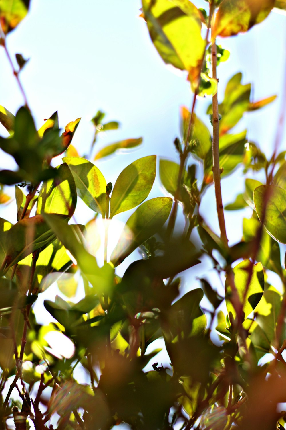 a bird perched on top of a tree branch