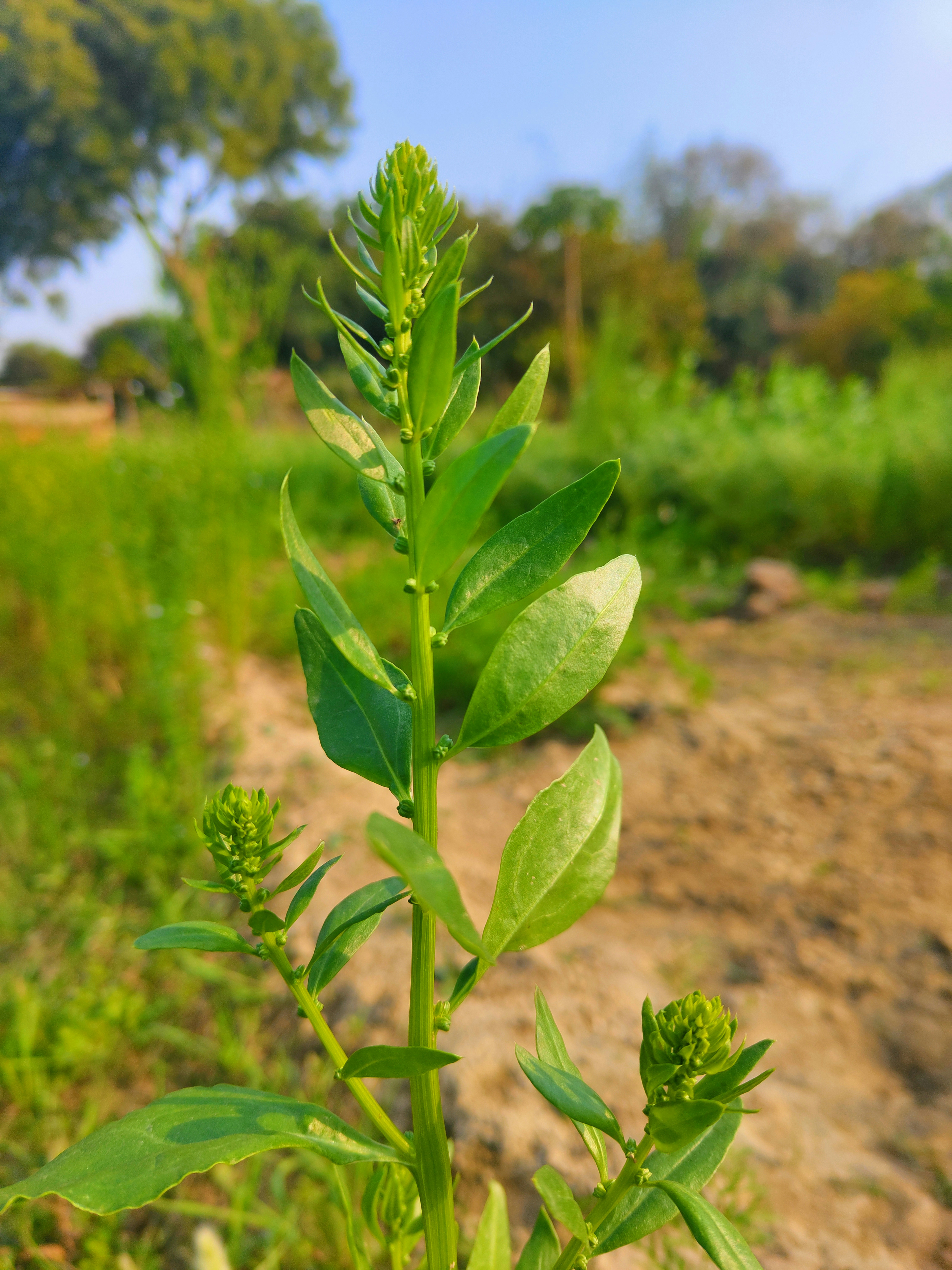 Un primer plano de una planta verde en un campo