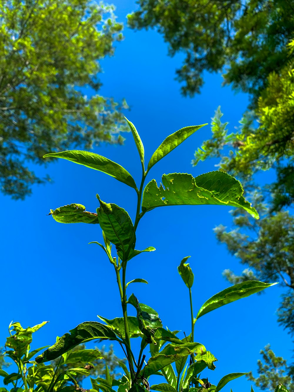 a green leafy tree with a blue sky in the background