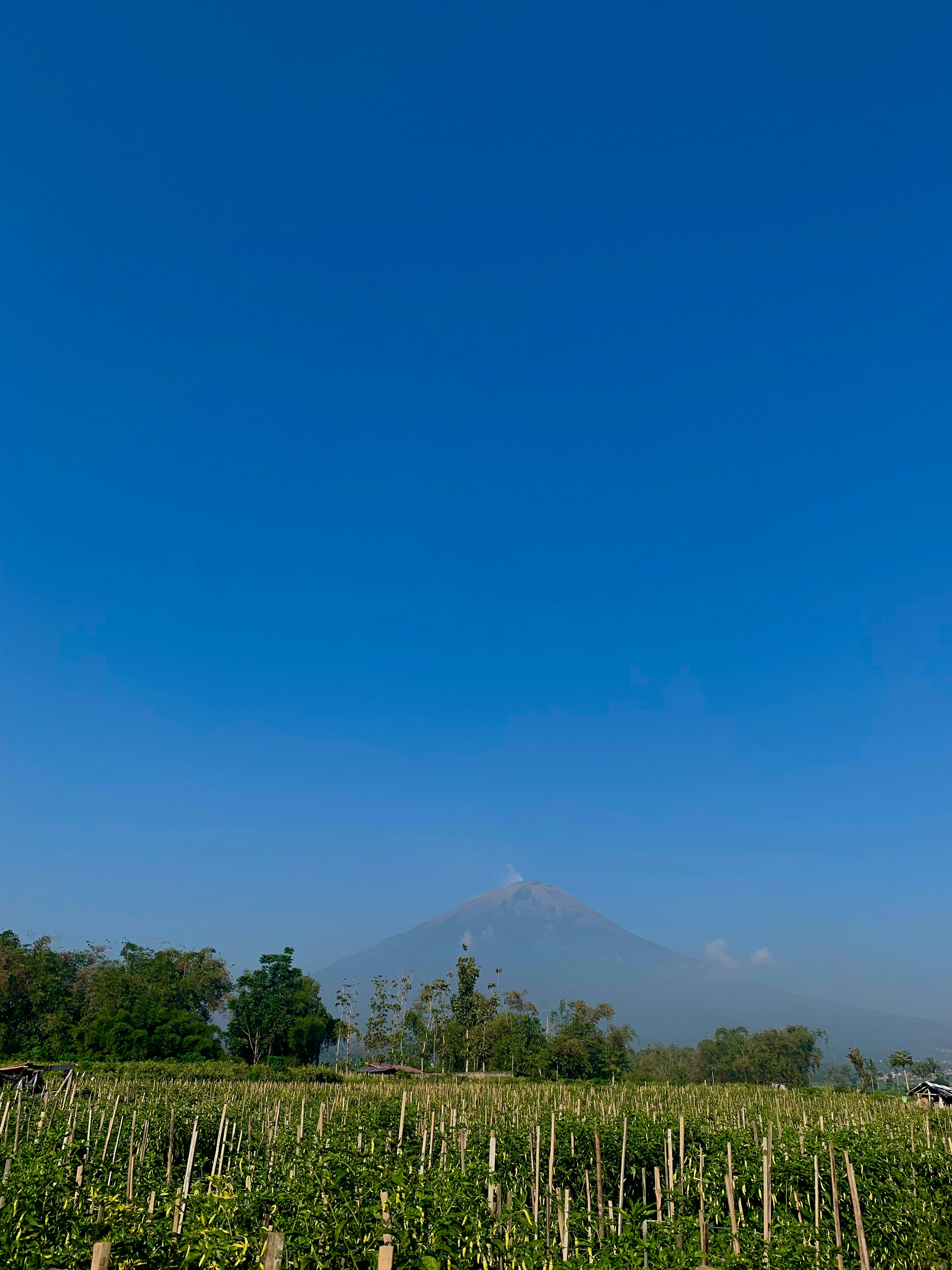 a field with a mountain in the background