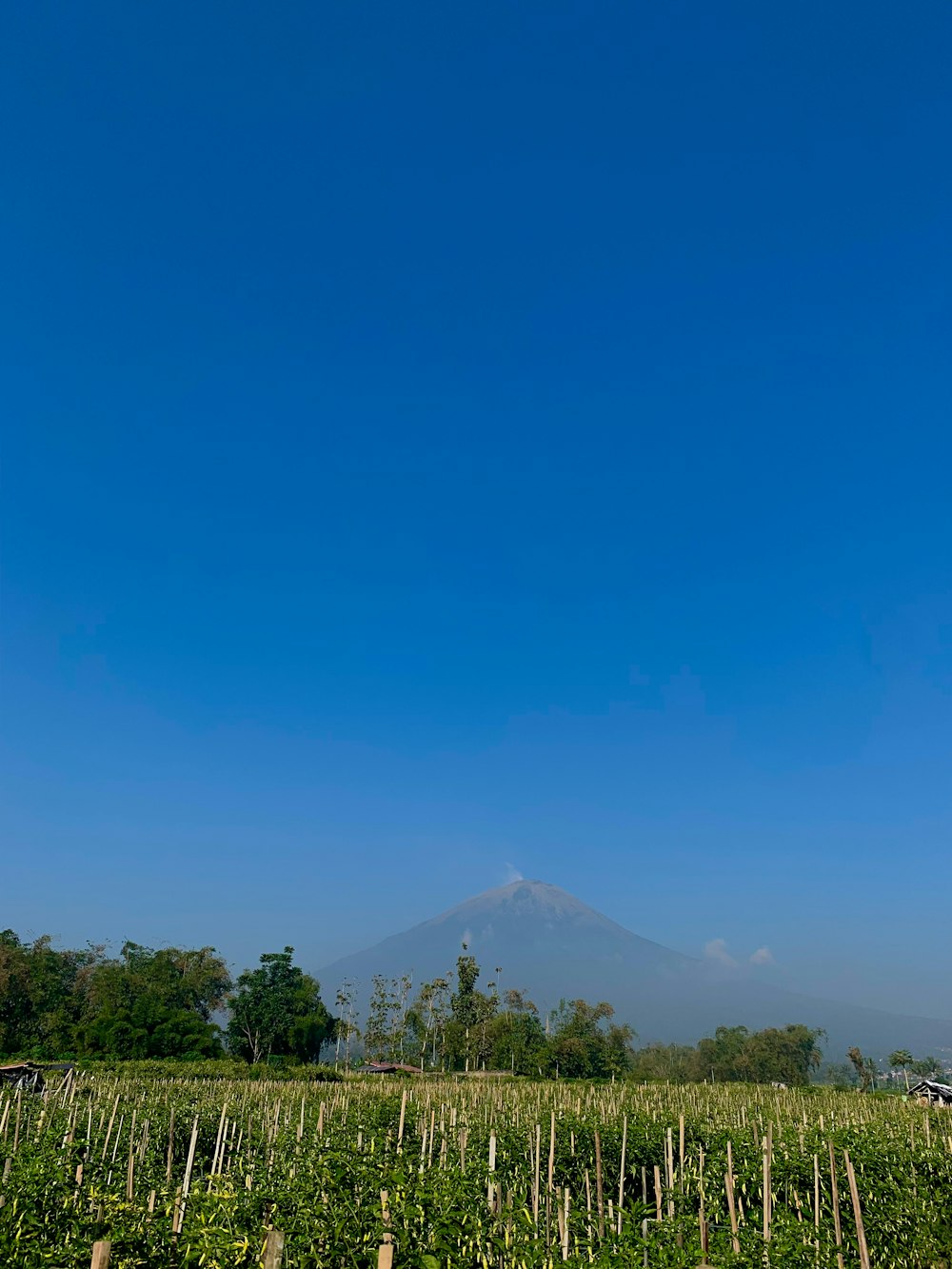 a field with a mountain in the background