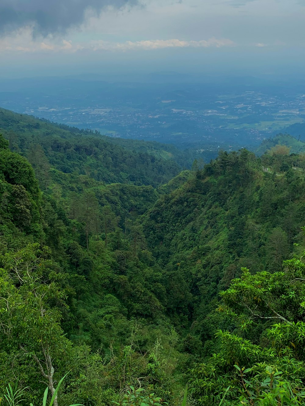 a lush green forest filled with lots of trees