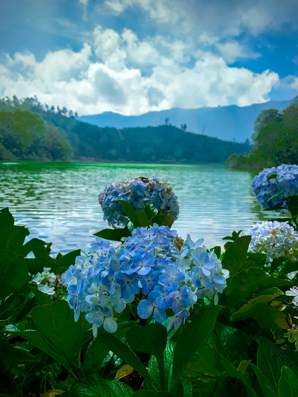 a bunch of flowers that are by some water