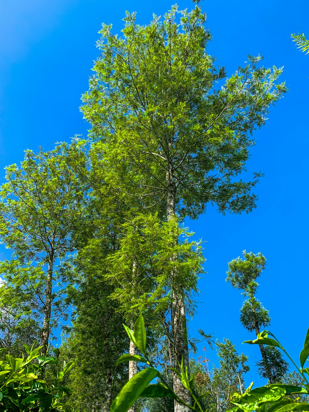 a tall tree in the middle of a forest