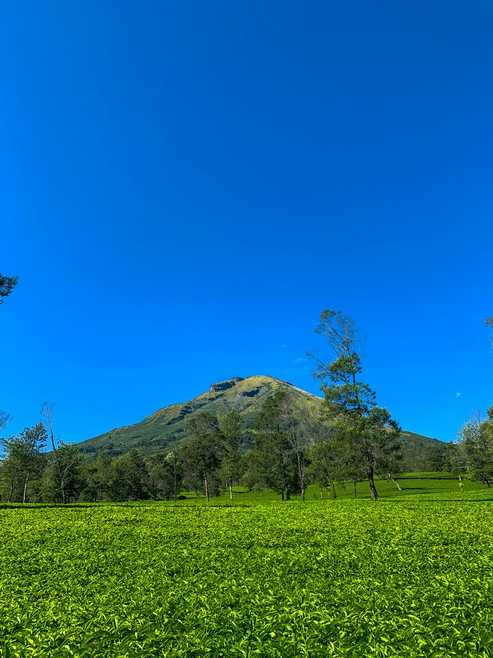 a green field with a mountain in the background