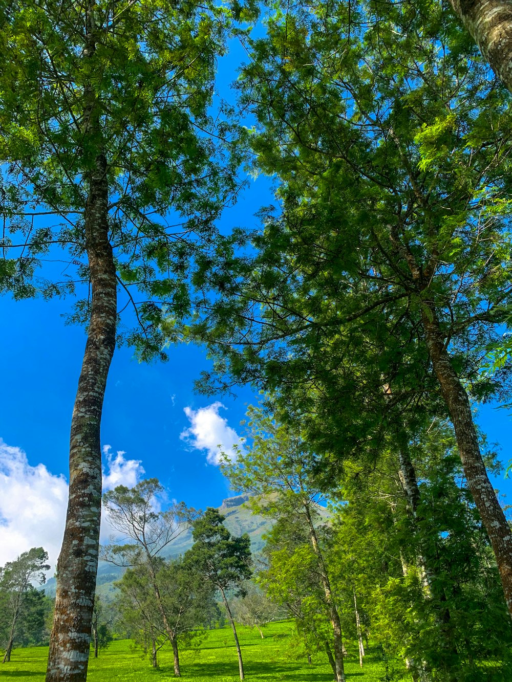 a lush green forest filled with lots of trees