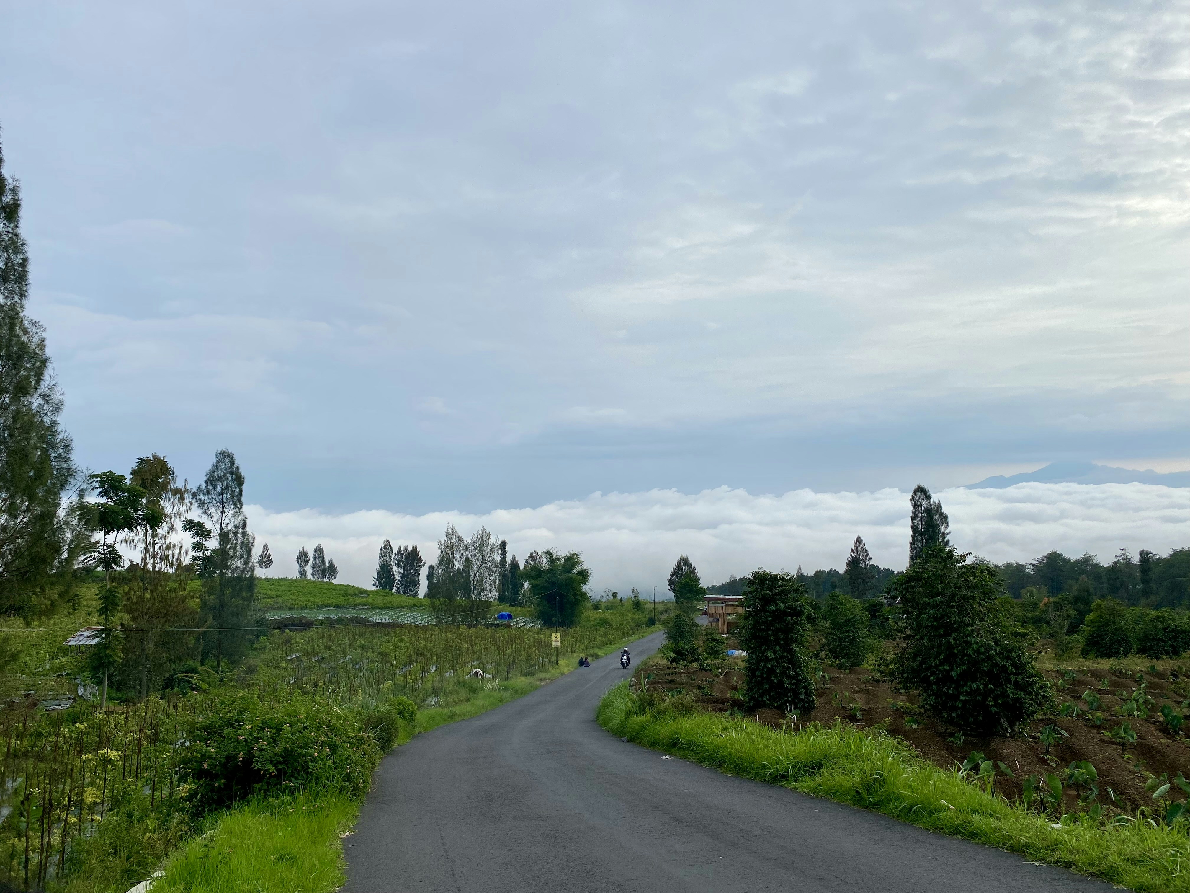 uma estrada pavimentada no meio de um campo verde exuberante