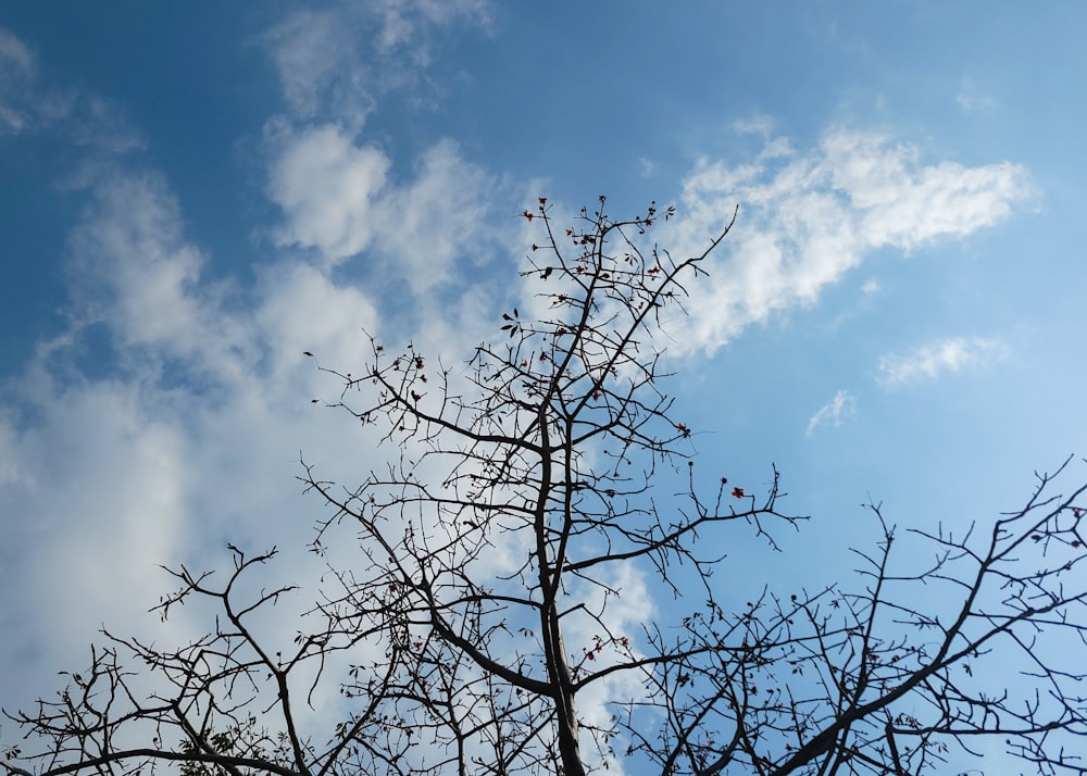 a bare tree with no leaves and a blue sky in the background