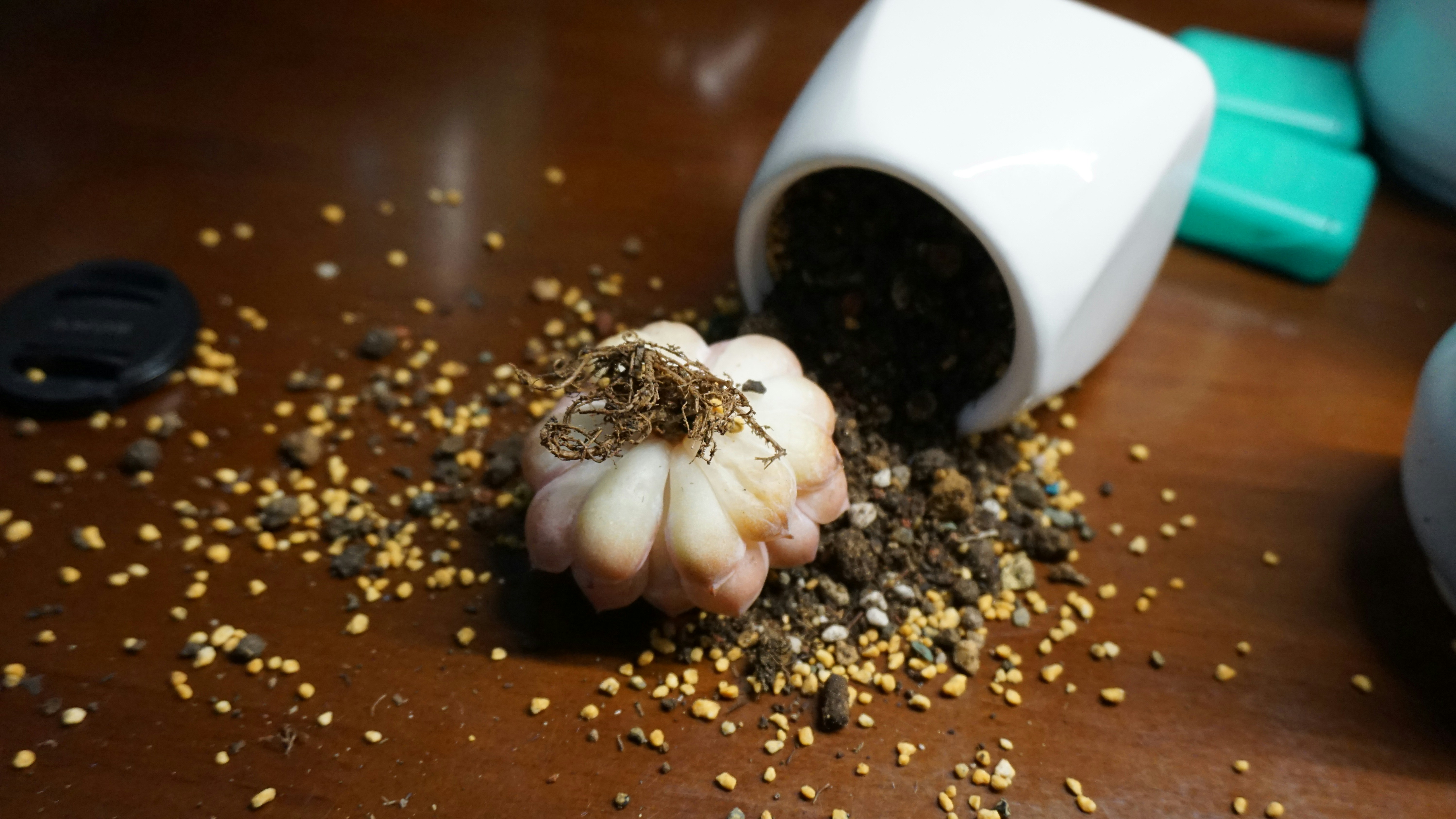 National Escargot Day