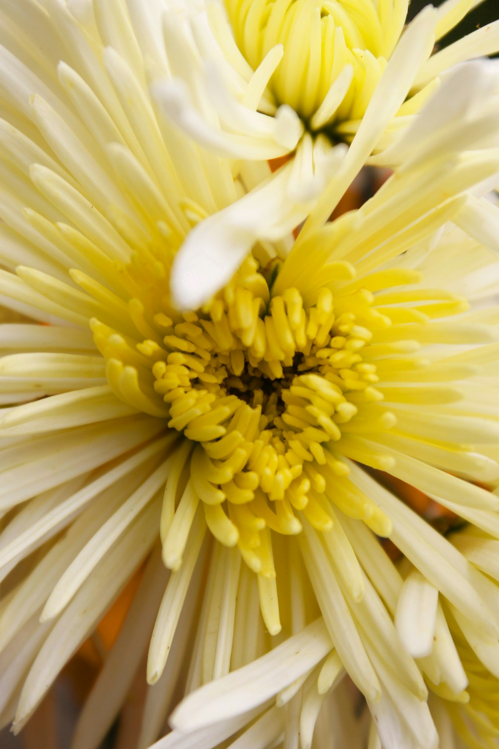 a close up of a yellow and white flower