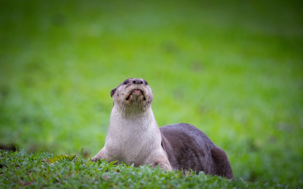 an animal that is laying down in the grass