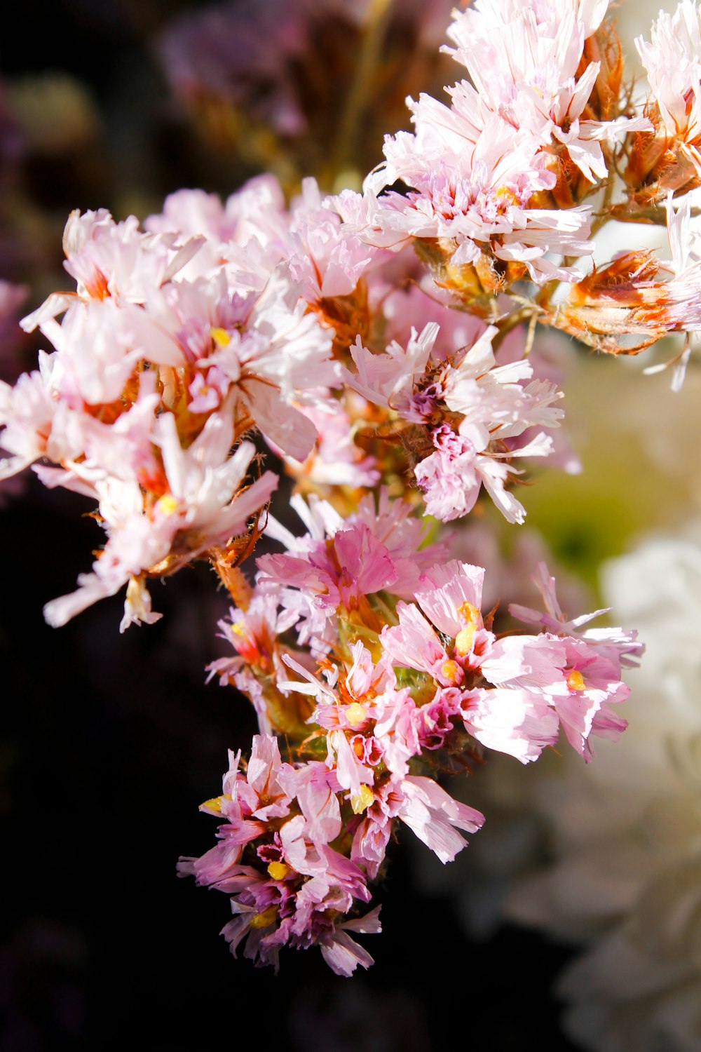 a bunch of pink and white flowers in a vase