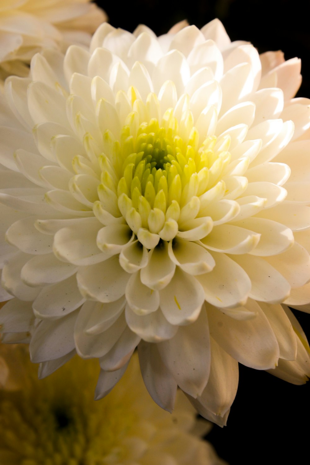 a close up of a white and yellow flower