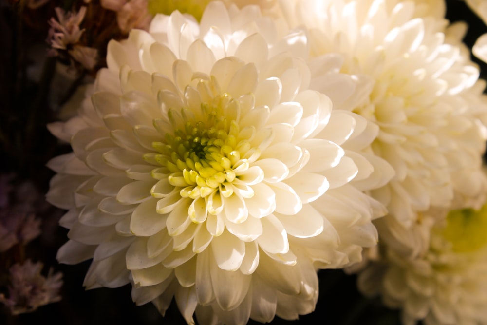 a close up of a bunch of white flowers