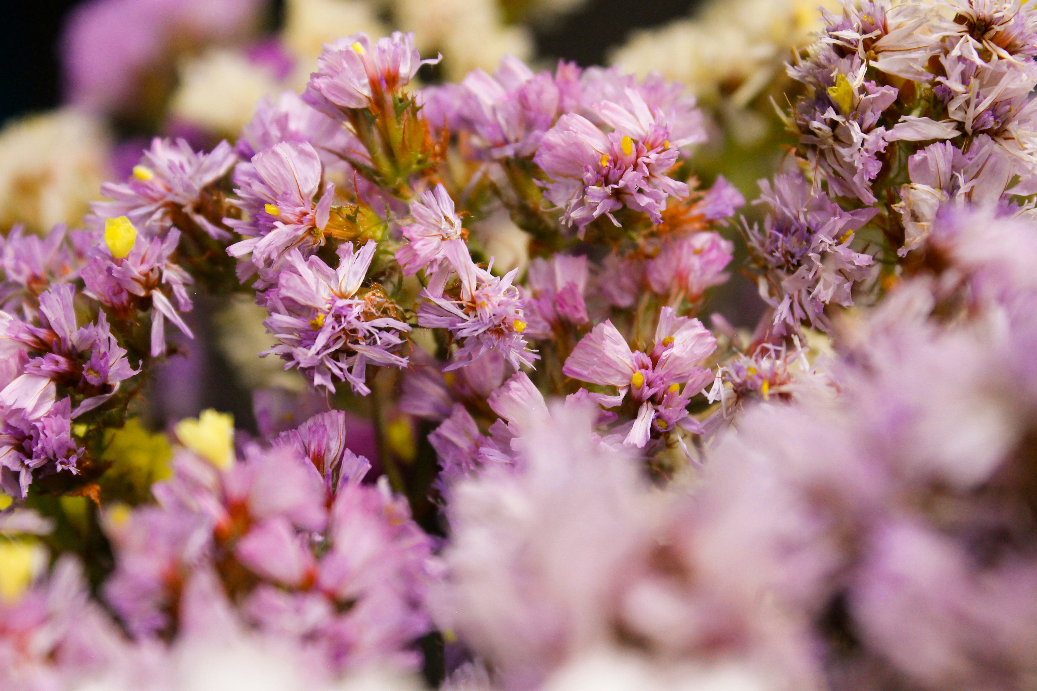 Photo by paolarurrutia