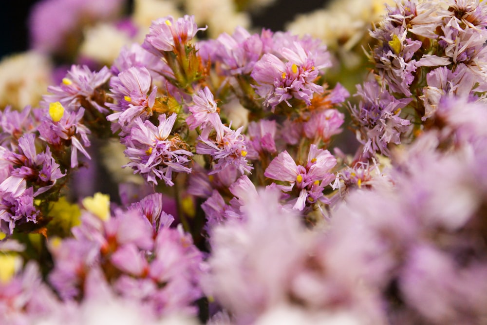 a close up of a bunch of purple flowers