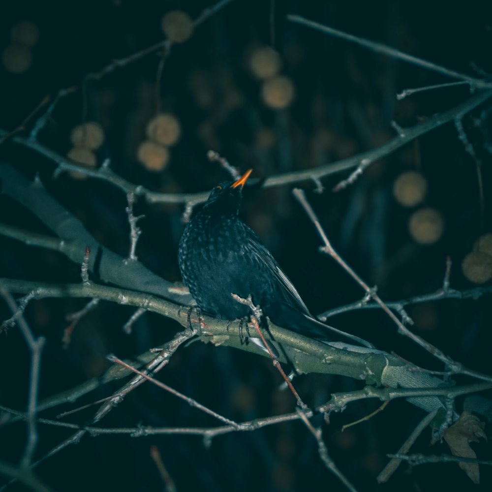 a black bird sitting on a branch of a tree