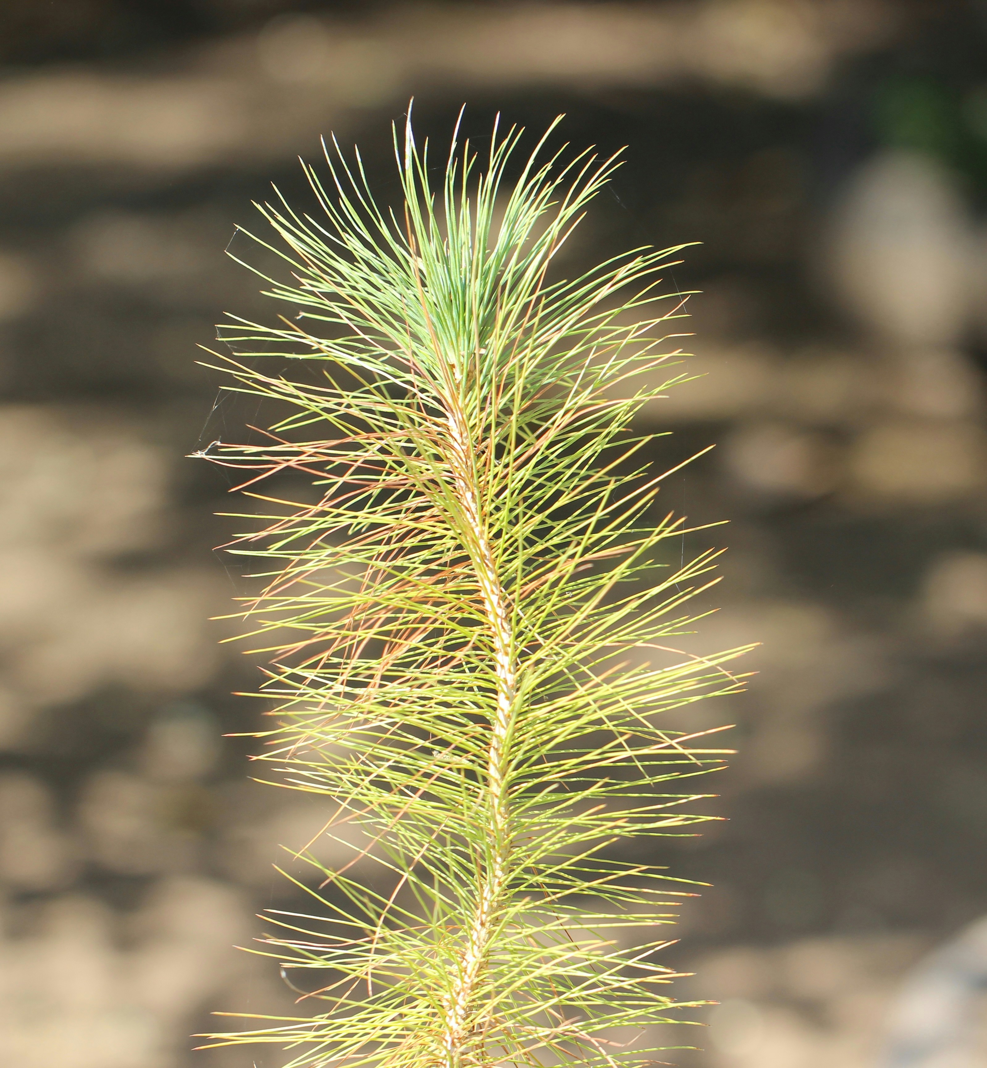 Precise root touch-up application