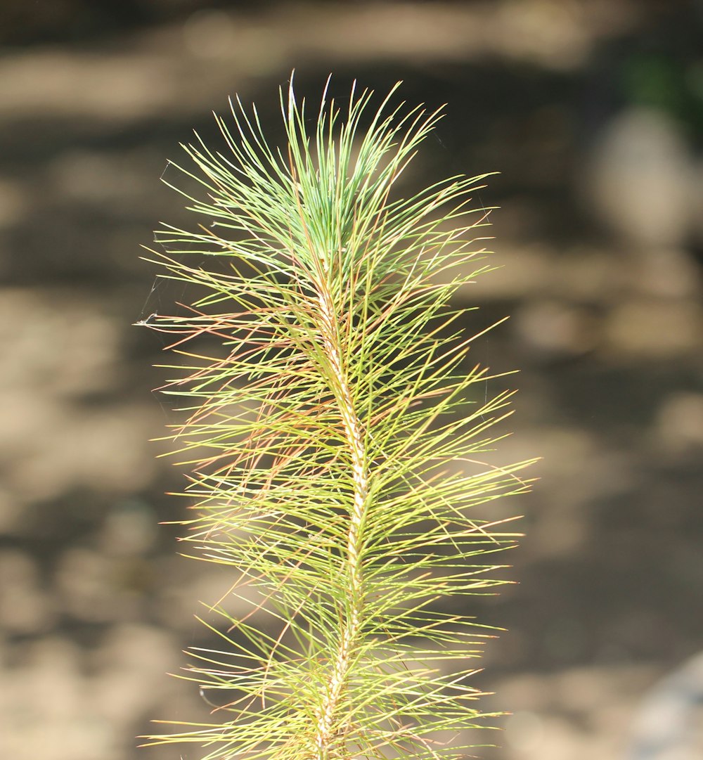 a close up of a pine tree branch