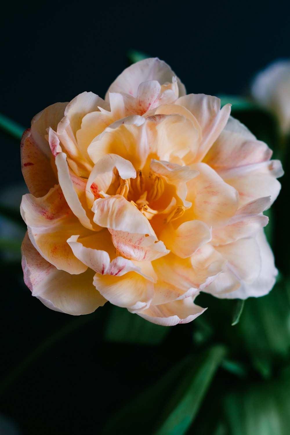 a close up of a yellow and white flower