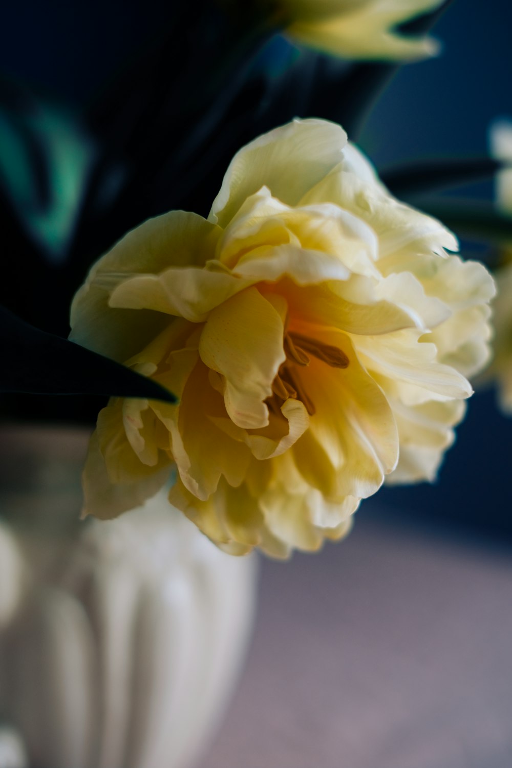 a close up of a yellow flower in a vase