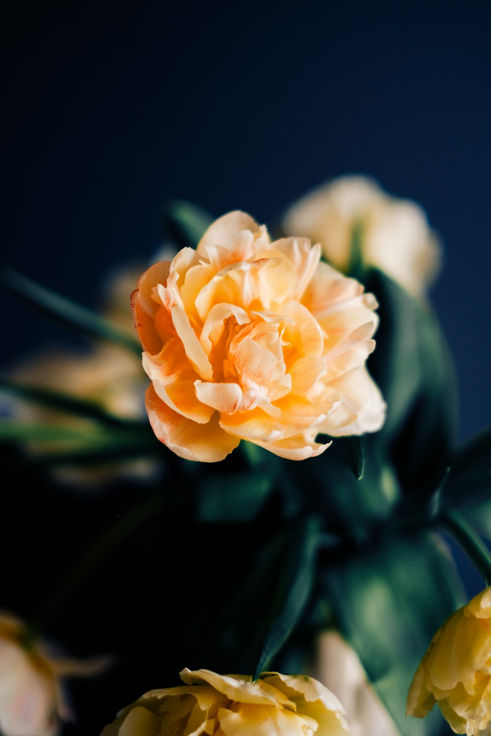 a close up of a flower on a plant