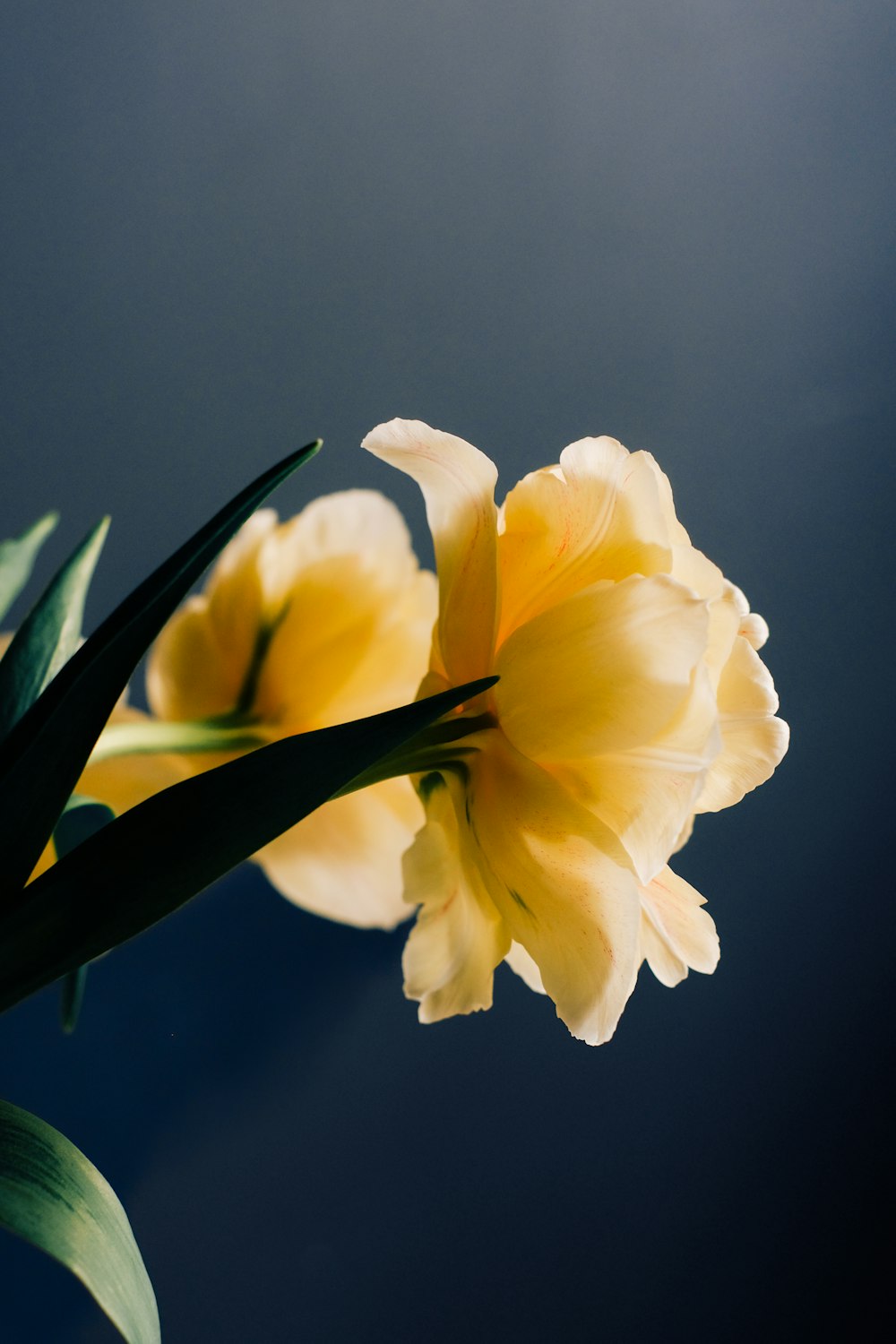 a close up of a yellow flower on a dark background