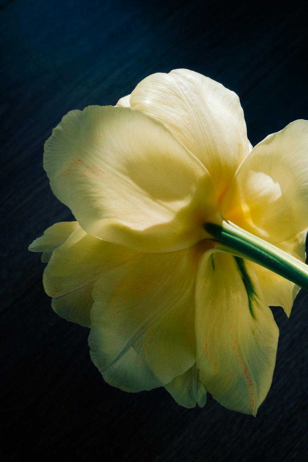 a single yellow flower with a green stem