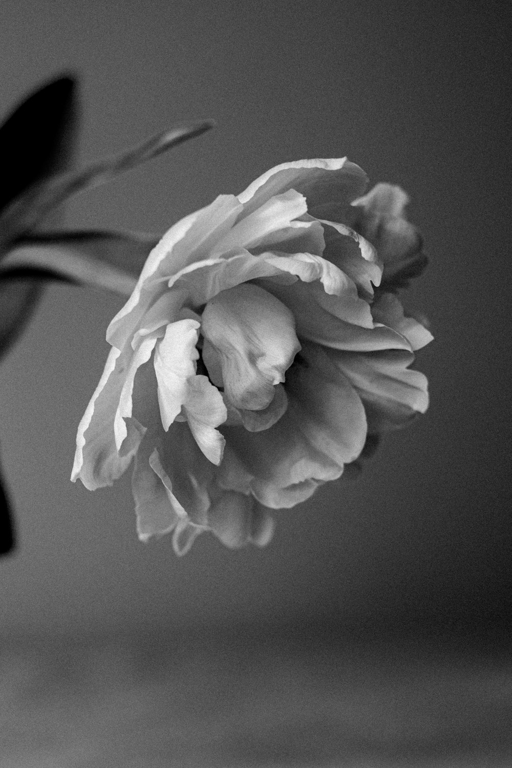 a black and white photo of a flower