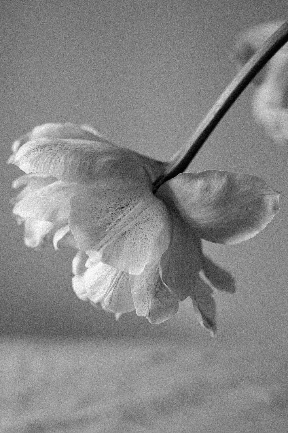 a black and white photo of a flower