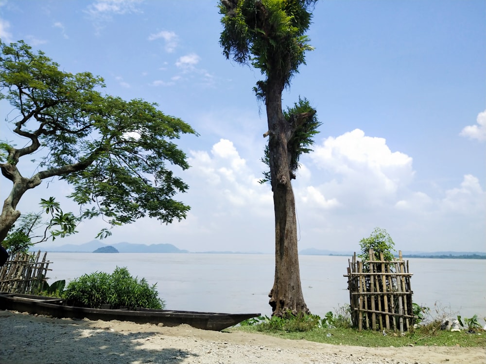 a large tree next to a body of water