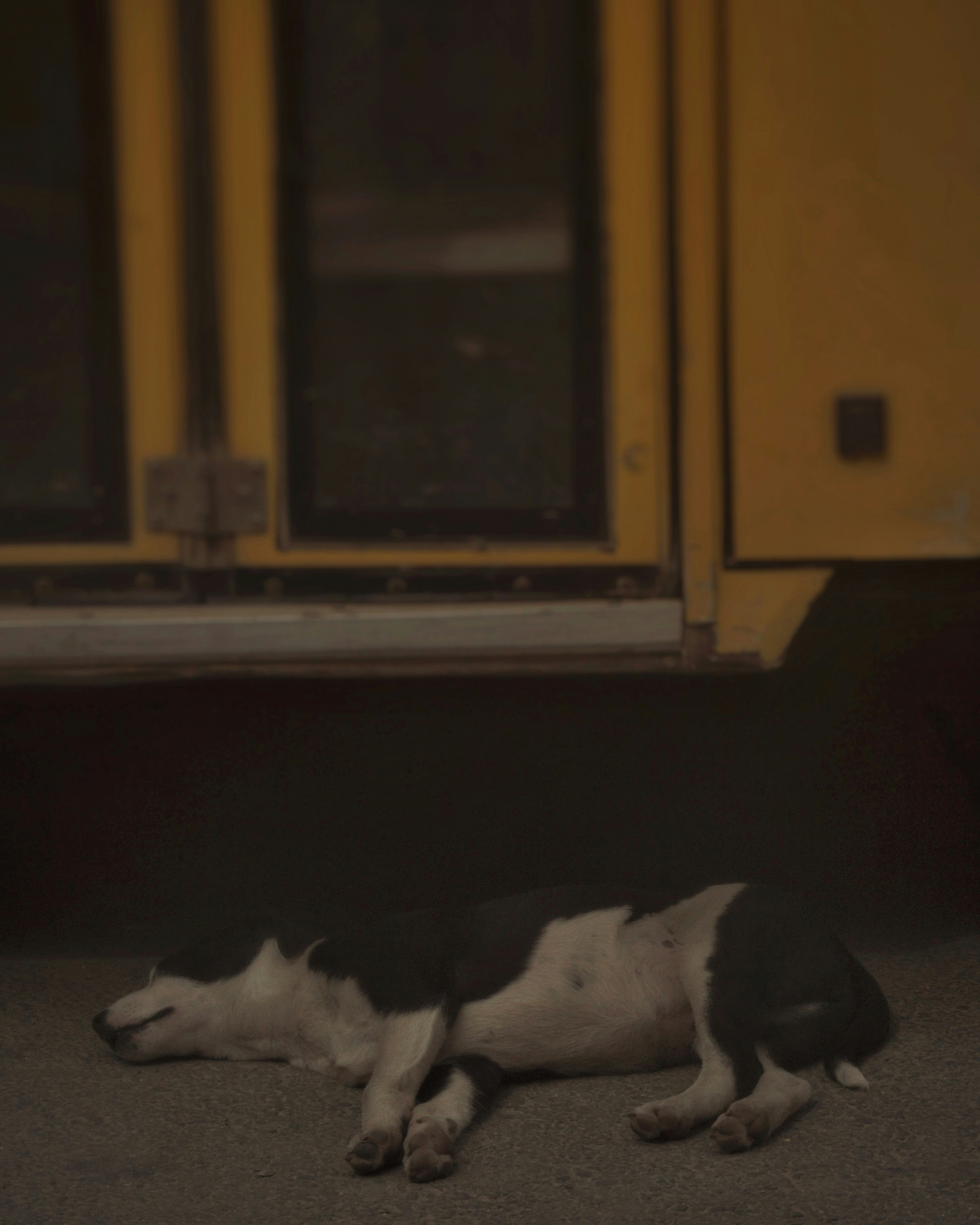 A black and white dog laying on the ground photo – Free Animal Image on ...