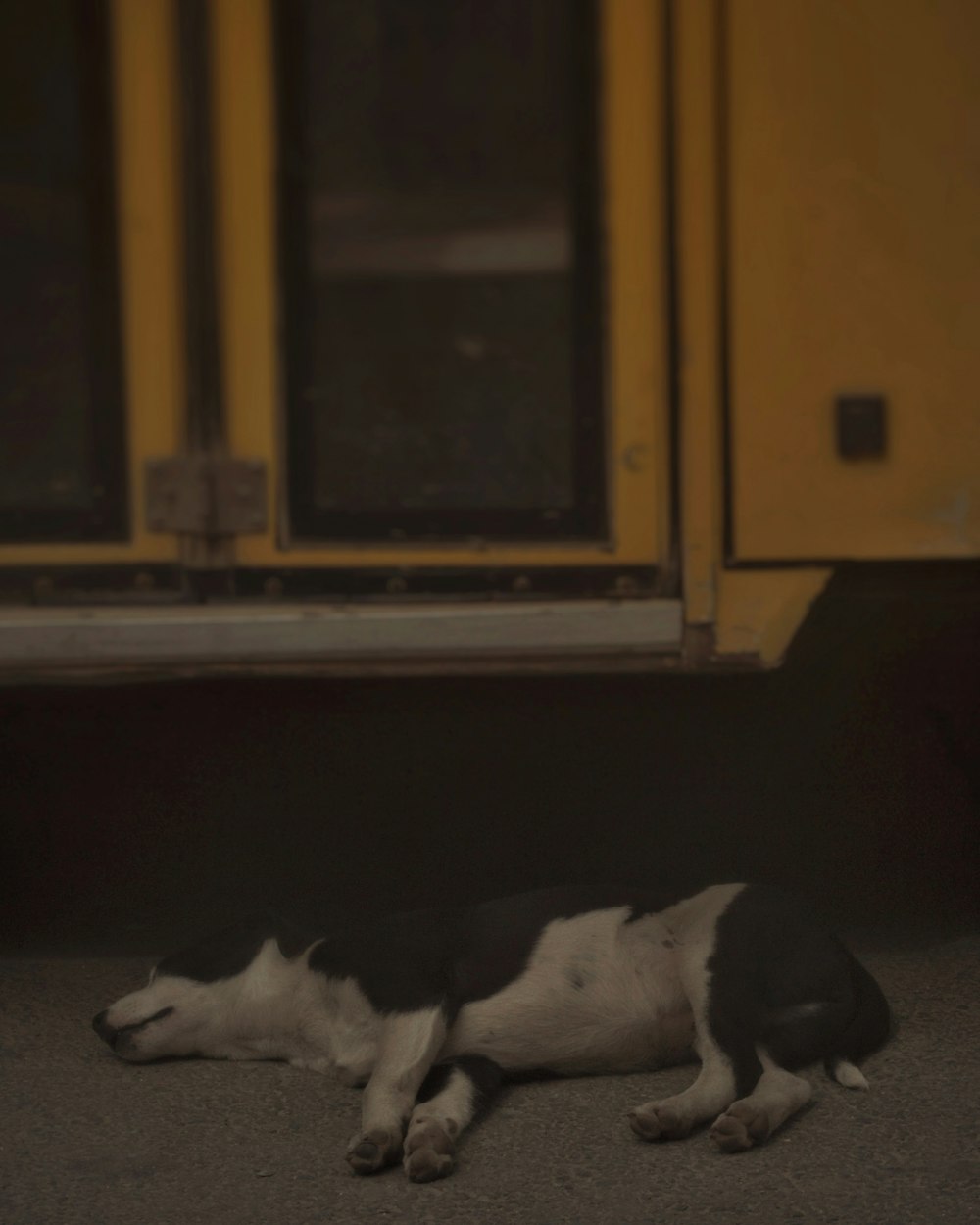 a black and white dog laying on the ground