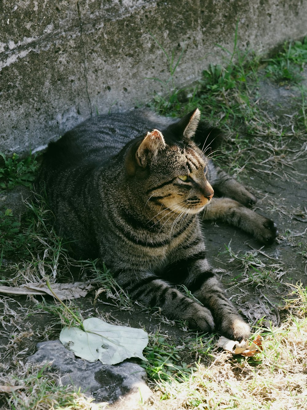 a cat laying on the ground next to a wall