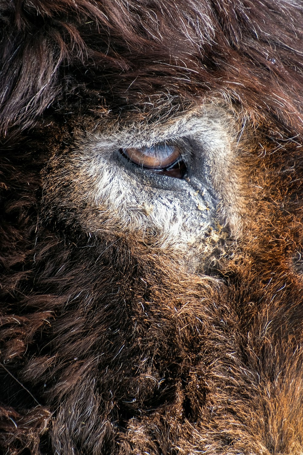 a close up of the eye of a bison