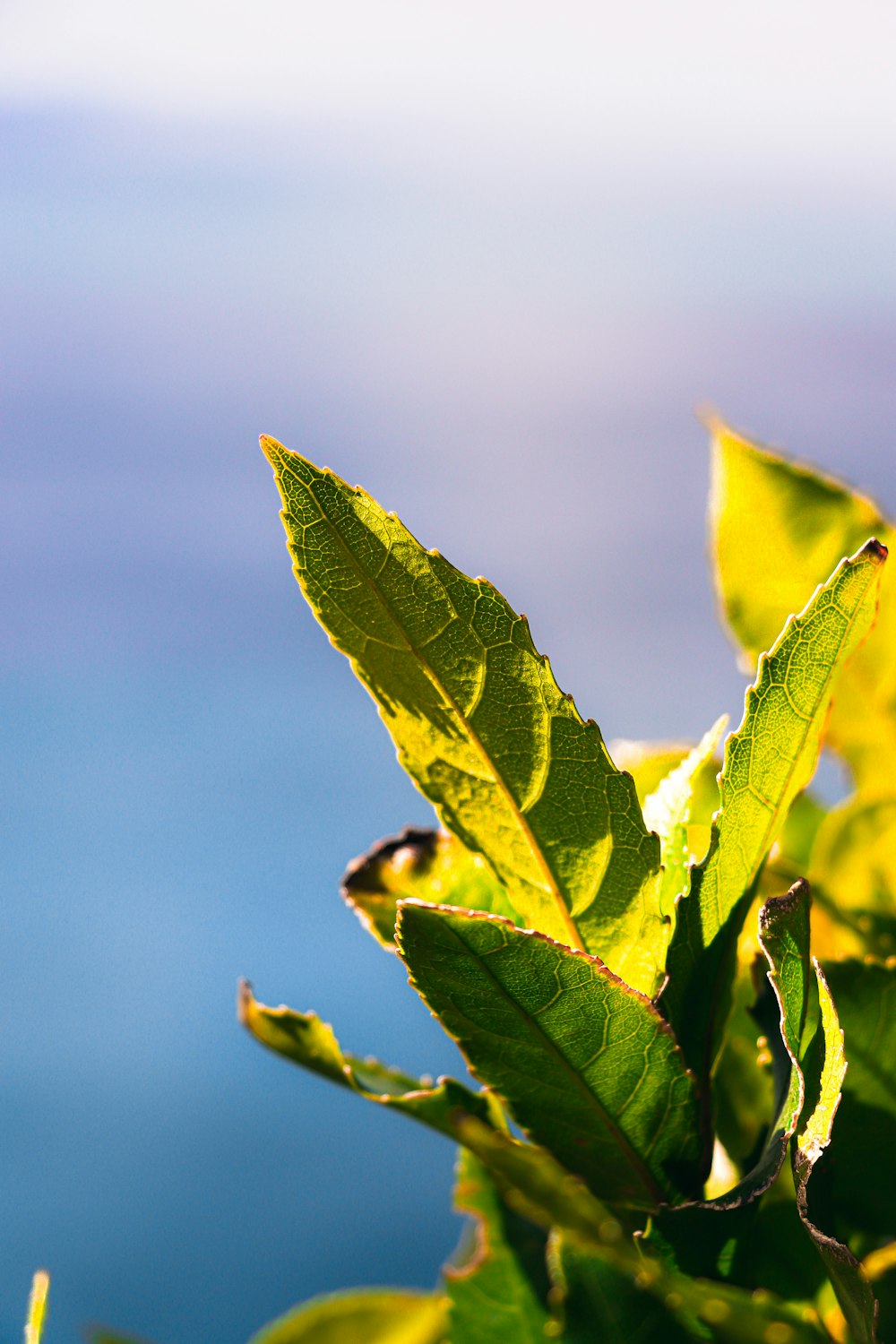 a close up of a green leaf on a tree