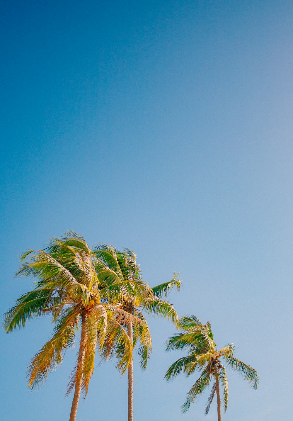 a group of palm trees against a blue sky