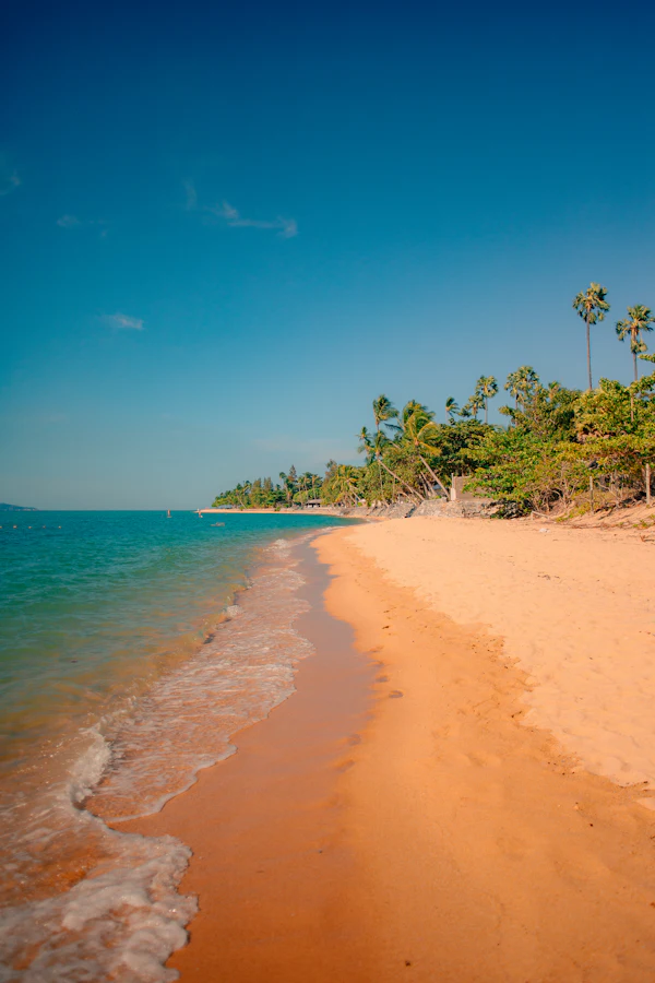 Sandy shoreline and palm trees on Koh Samui