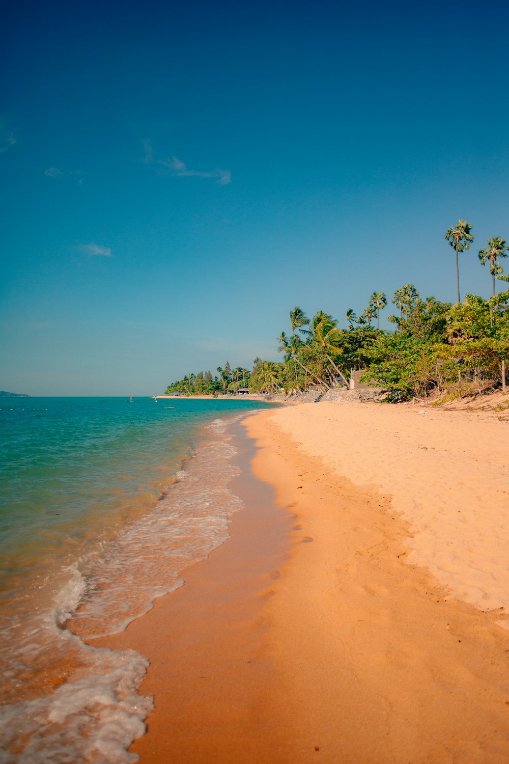 a sandy beach next to the ocean with palm trees