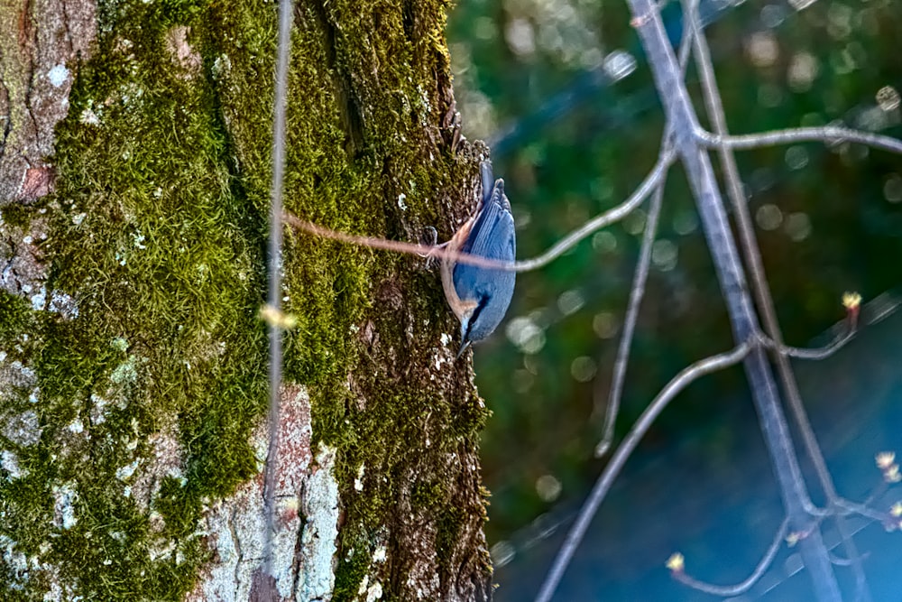 a close up of a tree with moss growing on it