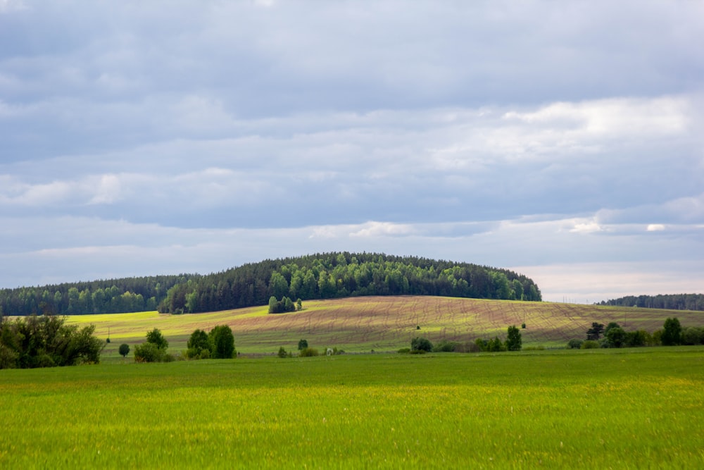 a green field with trees in the distance