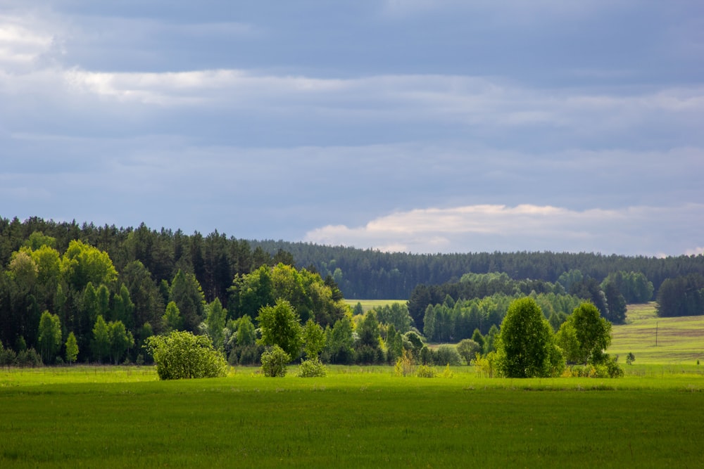 a grassy field with trees in the background