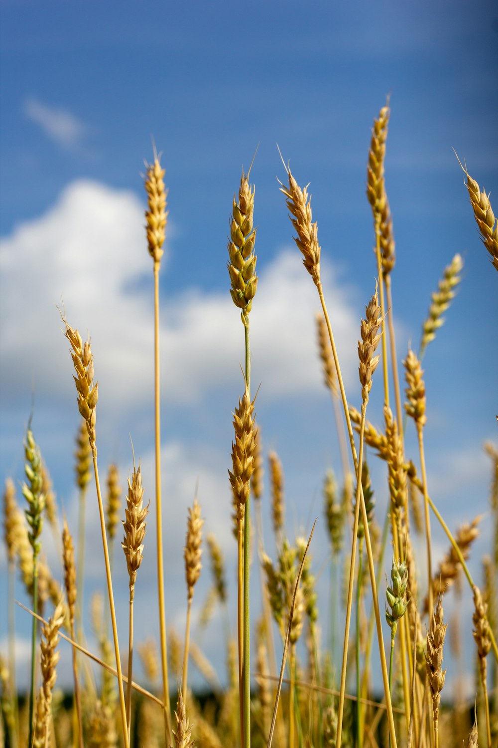 a field of wheat with a blue sky in the background